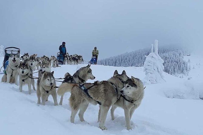 Husky Sleigh Rides experience - Key Points