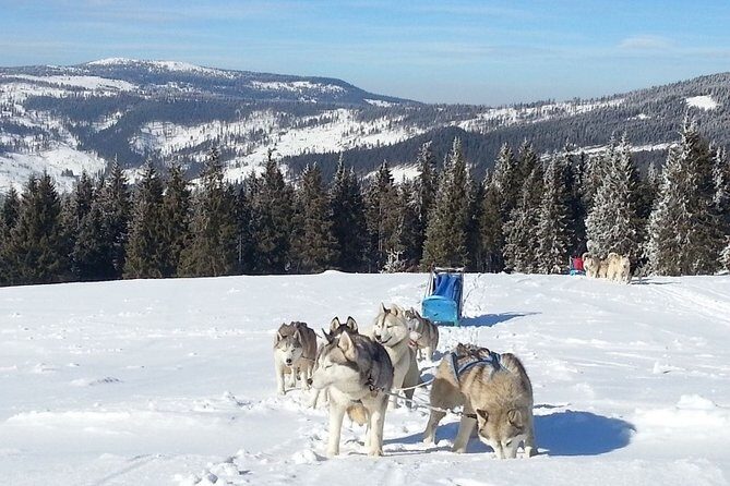 Husky Sleigh Rides experience - What to Expect from the Husky Sledge Ride
