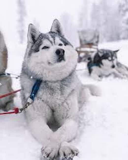 Husky Soul Journey: From Farm Life to Sledding Adventure - Key Points