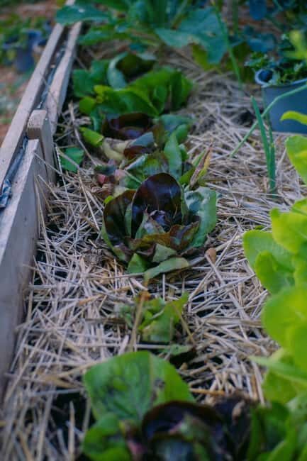 Hvar: Cooking Workshop with Locals & Farm-to-Table Meal - What to Expect from the Hvar Cooking Workshop