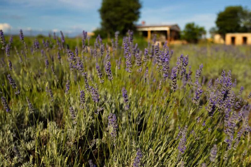 Hvar: Lavender Fields, Honey, and Local Product Tasting - Key Points