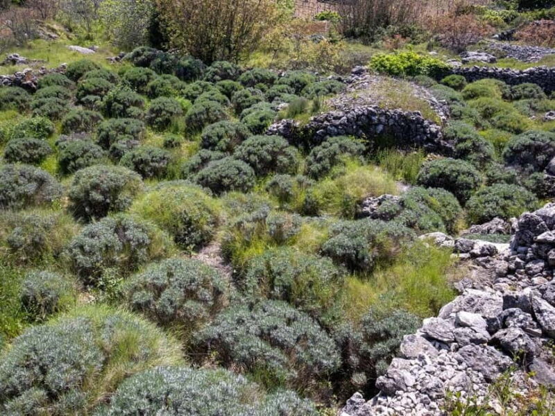 Hvar: Lavender Fields, Honey, and Local Product Tasting - Who Should Consider This Tour?