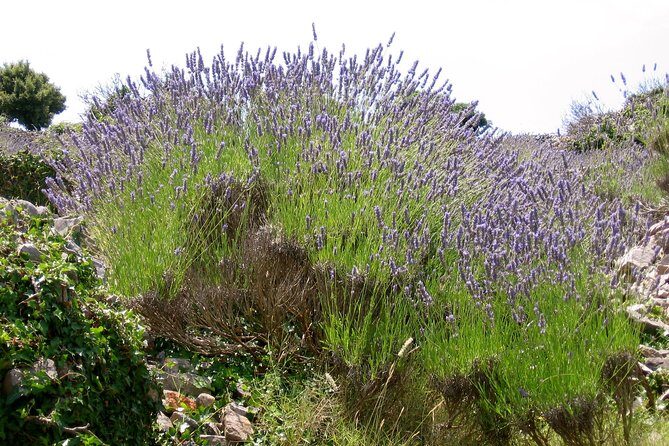 Hvar Lavender Small Group Tour - Why You Might Love This Tour