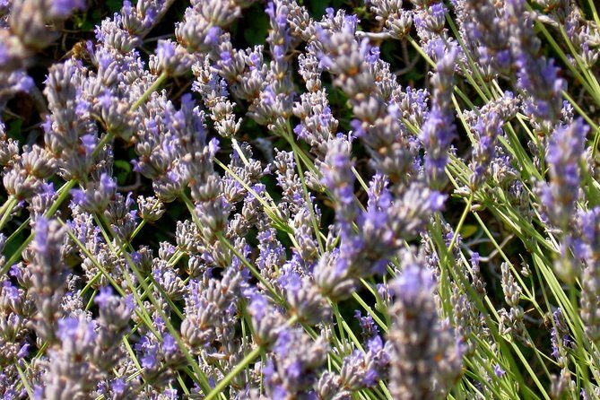 Hvar Lavender Small Group Tour - FAQ