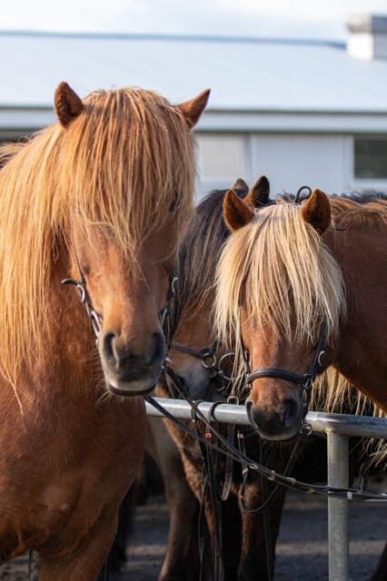 Hveragerdi: Countryside Charm Horse Riding Tour - What You Can Expect from the Icelandic Horse Riding Tour