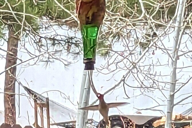 Hydro Dipped Hummingbird Feeder - Key Points
