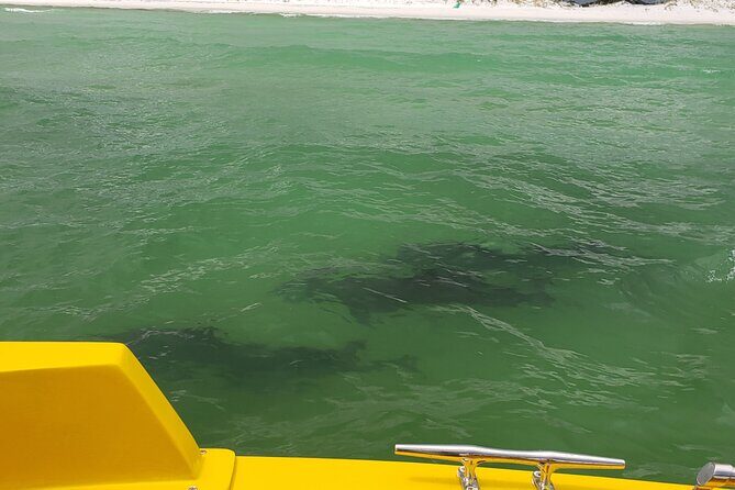 Hydro Rocket Dolphin Sightseeing Boat Tour from Destin - What to Expect from the Hydro Rocket Dolphin Sightseeing Tour