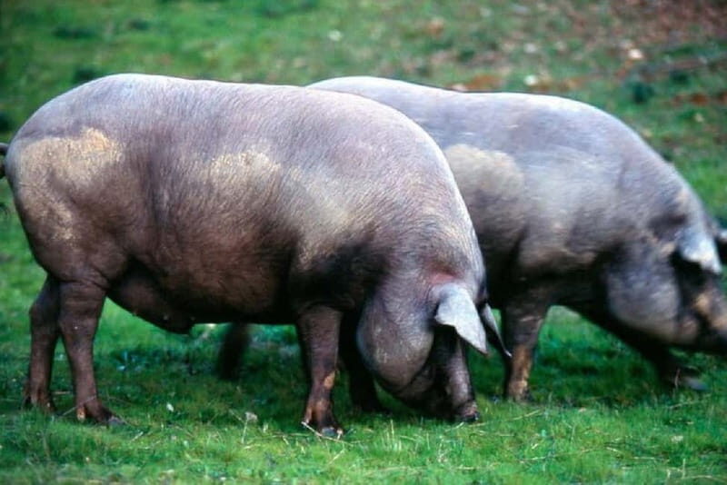 Iberian Ham Route and Tasting in the Sierra de Aracena - Who Would Enjoy This Tour?