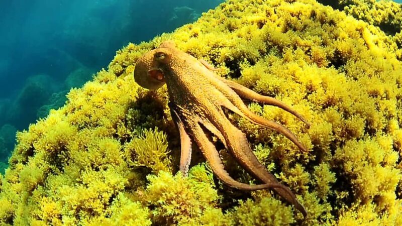 Ibiza: Snorkeling and SUP Paddle, Beach and Cave Tour - Final Thoughts