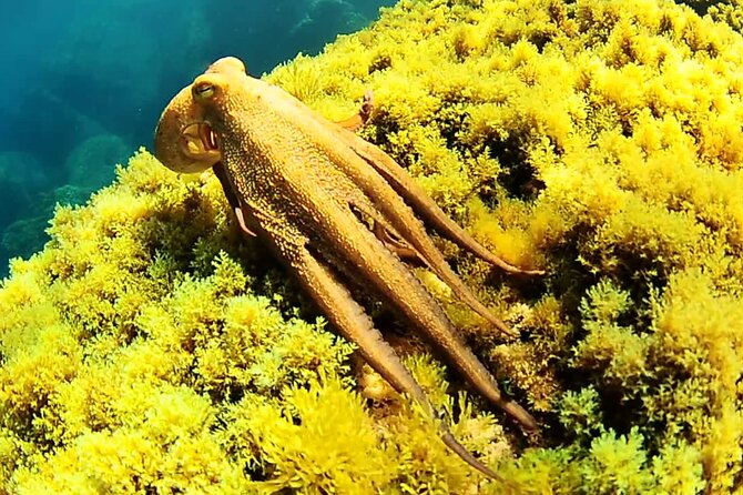 Ibiza Snorkeling Beach and Cave Tour - Stop 1: San Antonio Bay Snorkel + Paddleboarding