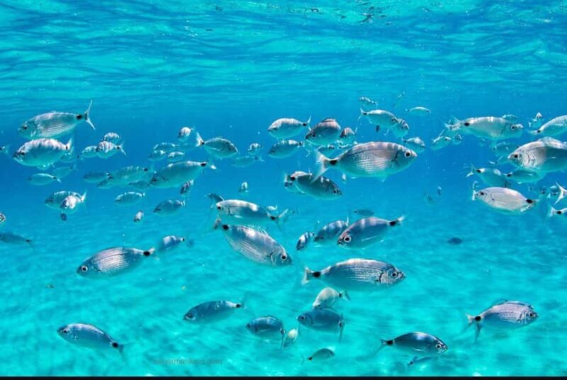 Ibiza: Tour of the island of Ibiza and swimming in Formentera - Key Points