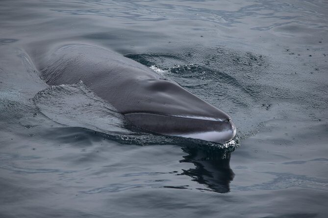 Iceland Super Saver: Northern Lights Cruise plus Whale-Watching Tour from Reykjavik - What to Expect from the Tour