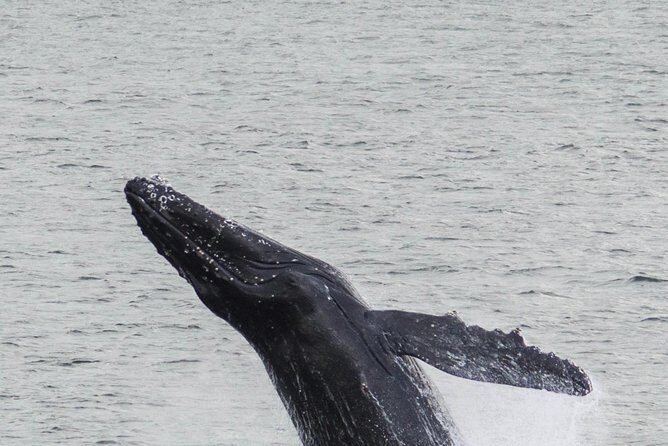 Iceland Super Saver: Northern Lights Cruise plus Whale-Watching Tour from Reykjavik - FAQ