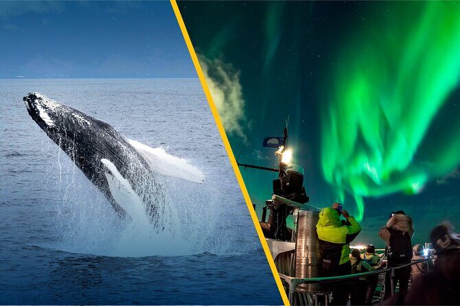 Iceland Super Saver: Northern Lights Cruise plus Whale-Watching Tour from Reykjavik - Additional Information