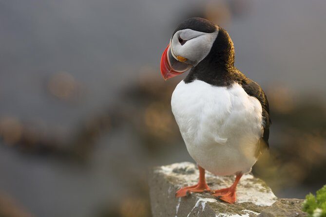 Iceland Super Saver: Puffin Cruise plus Whale-Watching Tour from Reykjavik - Practical Tips for Making the Most of This Tour