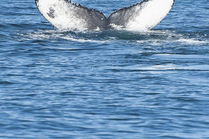 Iceland Super Saver: Puffin Cruise plus Whale-Watching Tour from Reykjavik - Authentic Experiences from Travelers