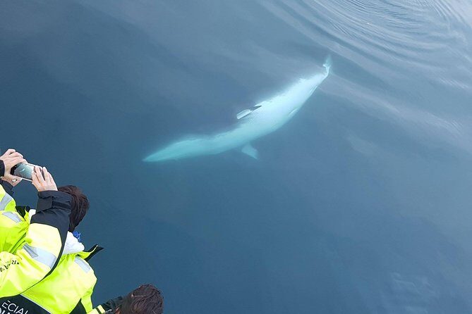 Iceland Super Saver: Puffin Cruise plus Whale-Watching Tour from Reykjavik - The Sum Up