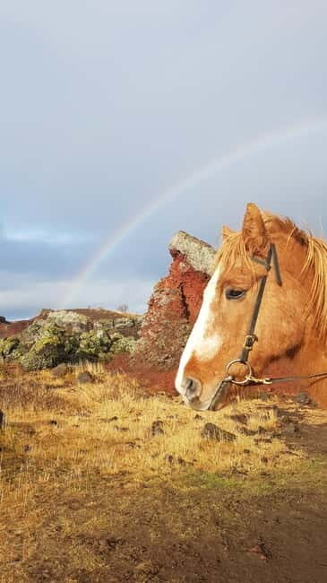 Iceland: Volcanic Landscape Horse Riding Tour - Key Points