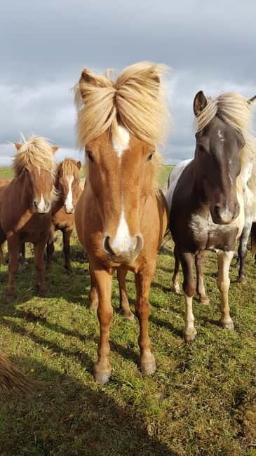 Iceland: Volcanic Landscape Horse Riding Tour - An Overview of the Icelandic Horse Riding Tour