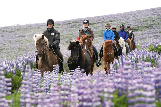 Icelandic Horseback Riding Tour from Reykjavik - In Closing