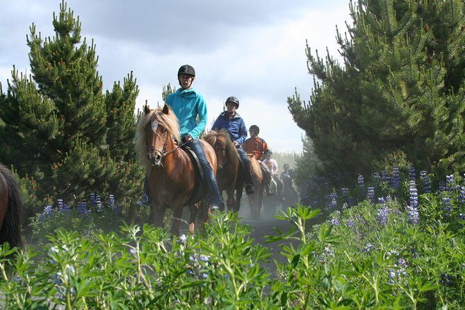 Icelandic Horseback Riding Tour with Pickup Option from Reykjavik - Who Should Book This Tour