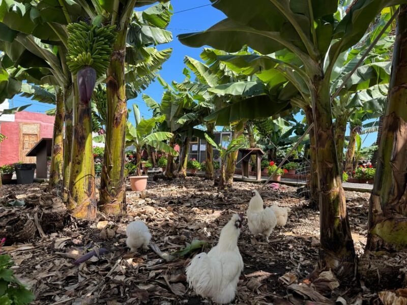 Icod de los Vinos: Casa del Plátano Entry Ticket - Key Points