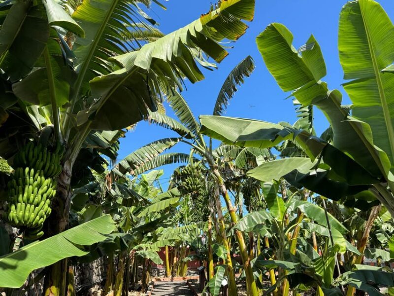 Icod de los Vinos: Casa del Plátano Entry Ticket - What To Expect During Your Visit