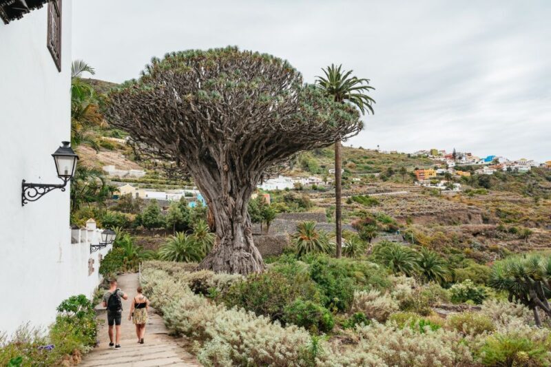Icod de los Vinos: Dragon Tree & Botanical Garden Ticket - Key Points