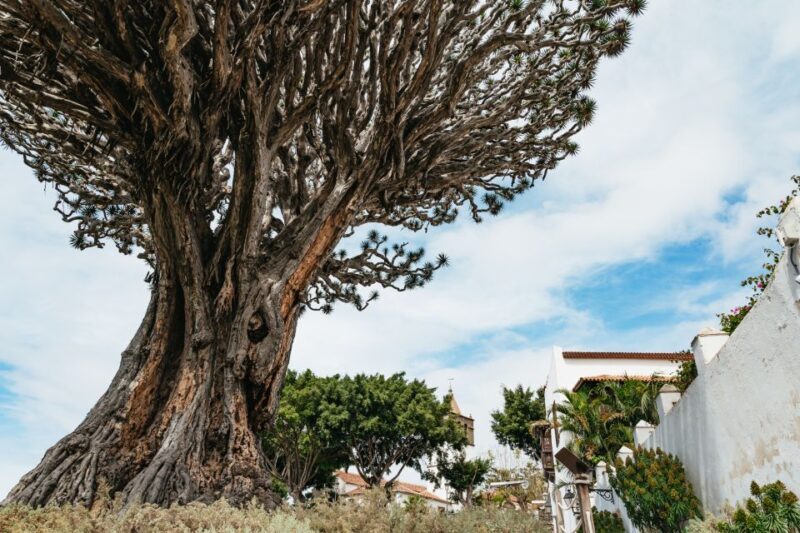 Icod de los Vinos: Dragon Tree & Botanical Garden Ticket - What You Can Expect from This Tour