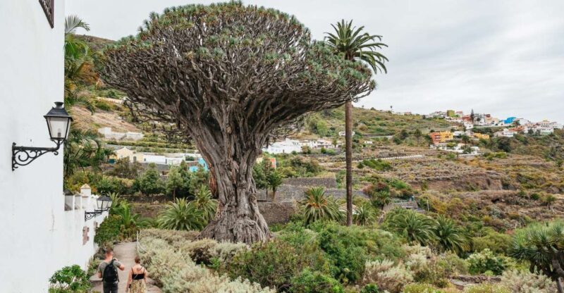 Icod de los Vinos: Dragon Tree & Botanical Garden Ticket - Practical Considerations