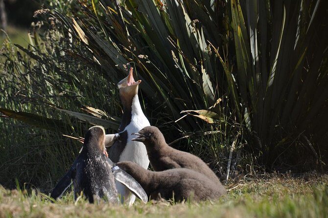 Iconic Wildlife Tour with Yellow Eyed Penguins & Royal Albatross - A Full Breakdown of the Experience