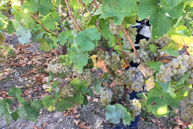 ICONICS Tour: 1/2 day on the Wine Route, visit of 2 Villages + Tasting. - Discover the ICONICS Half-Day Tour: A Taste of Alsace’s Charm