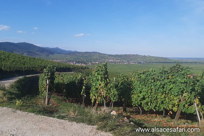 ICONICS Tour: 1/2 day on the Wine Route, visit of 2 Villages + Tasting. - What Do the Reviews Say?