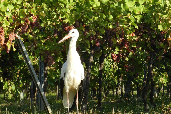 ICONICS Tour: 1/2 day on the Wine Route, visit of 2 Villages + Tasting. - Final Thoughts