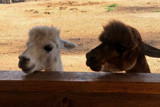 Icons of the West: Black Hills & Badlands 3-Day Tour - The Itinerary: What to Expect Day-by-Day