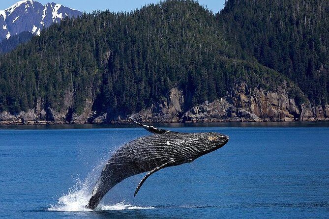 Icy Strait Shore Excursion: Whale Watching Adventure Tour - What to Expect from the Tour