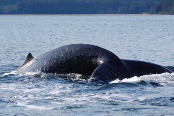 Icy Strait Shore Excursion: Whale Watching Adventure Tour - Authentic Traveler Experiences