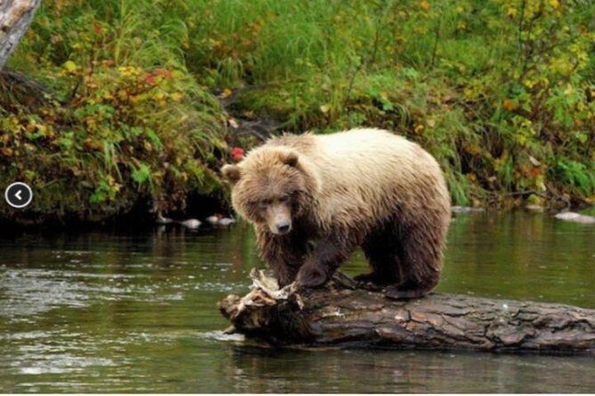 Icy Strait Small Group Shore Excursion: We're going on a bear hunt! - Key Points