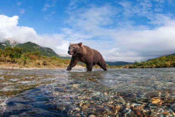 Icy Strait Small Group Shore Excursion: We're going on a bear hunt! - Who Should Consider This Tour?
