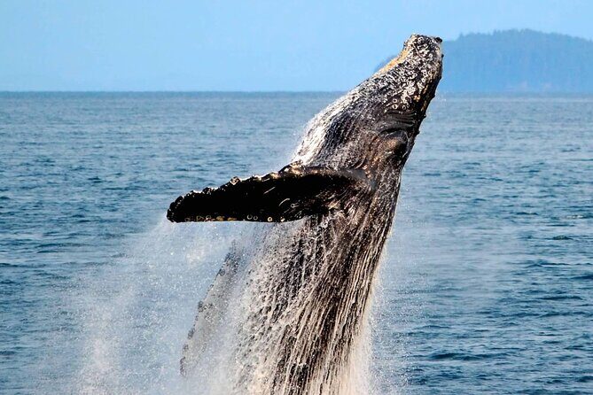 Icy Strait Whale & Wildlife Endeavor - Why This Tour Stands Out