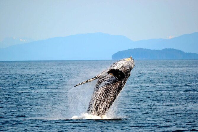 Icy Strait Whale & Wildlife Endeavor - The Experience You Can Expect