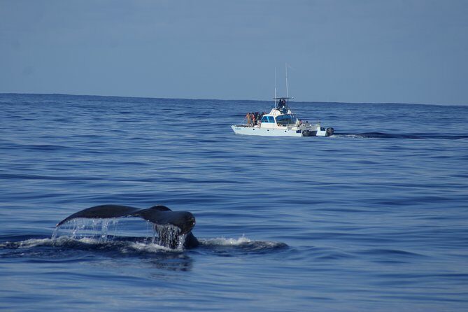 'Imiloa Express Whale Watch and Cocktail Tour - What to Expect from the Tour