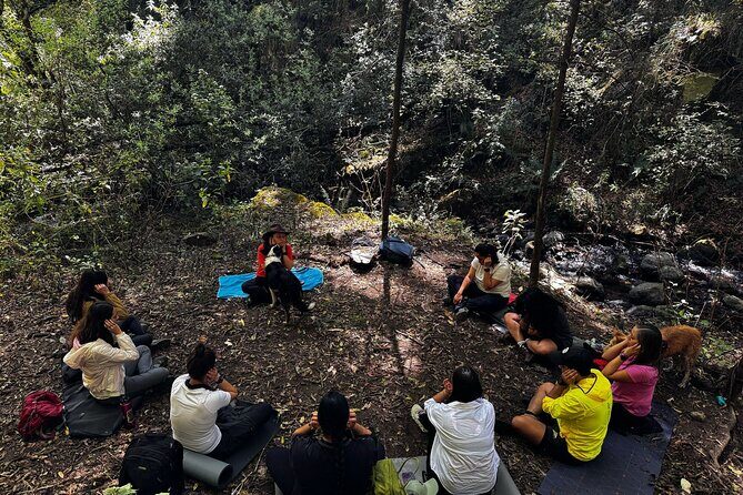 Immerse in the Nature: Deep Connection through Forest Bathing - Key Points