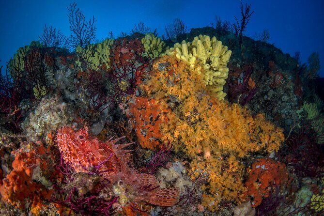 Immersion in Banco Santa Croce from Sorrento with Expert Guide - Practical Details to Keep in Mind