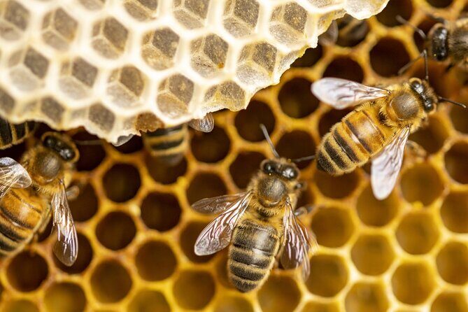 Immersion in the Life of a Hive and its Sacred Bees - What to Expect from the Tour