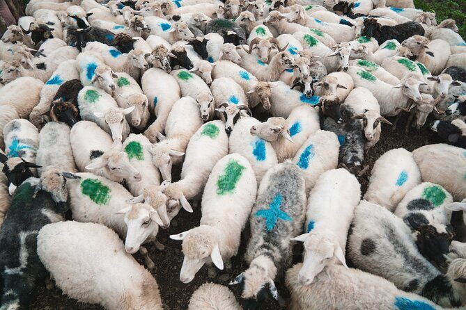 Immersive 2-Day Tour/Homestay with Shepherds in the Albanian Alps - Final Thoughts