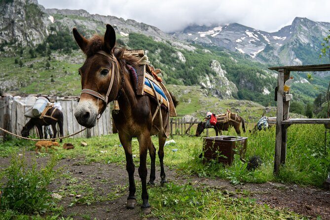 Immersive 2-Day Tour/Homestay with Shepherds in the Albanian Alps - Additional Notes for Potential Travelers