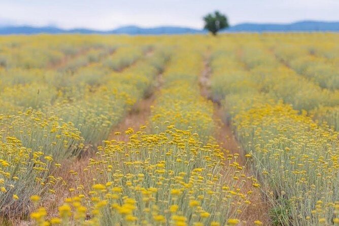 Immortelle farm island Krk - The Authentic Touch: What Reviewers Say