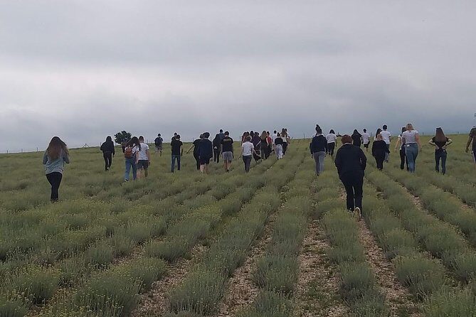 Immortelle farm island Krk - FAQ