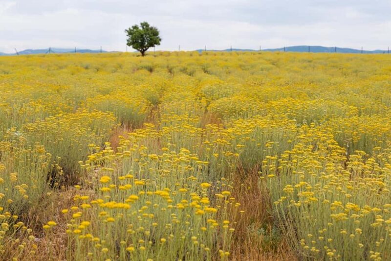 Immortelle Farm Tour with Donkeys and Distillery - Key Points